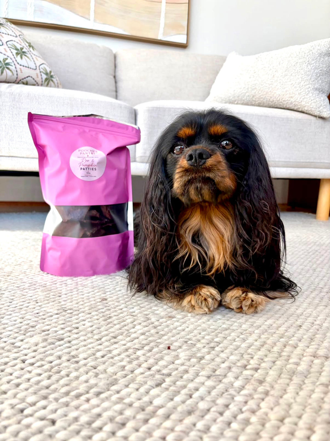 Cavalier King Charles Spaniel lying beside a pouch of Pooches Pantry Roo & Pumpkin Patties