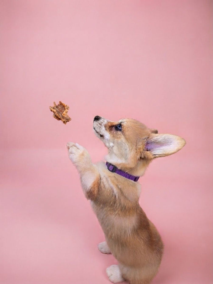 Corgi puppy up on hind legs reaching for a dehydrated treat against a pink background