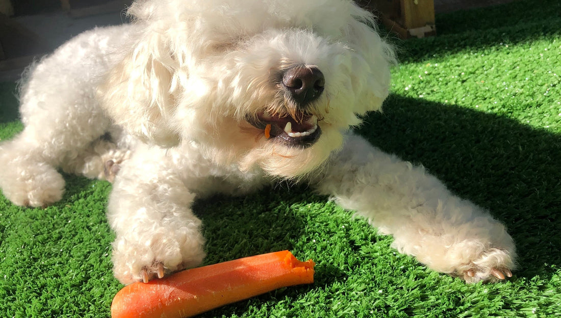 Toy Poodle lying on the grass chewing a fresh carrot in the sun