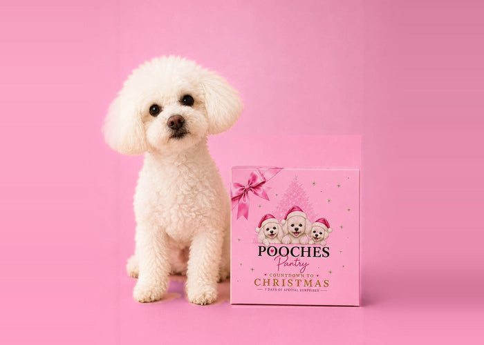 White poodle beside the Pooches Pantry Sleeps 'til Christmas dog advent calendar on pink