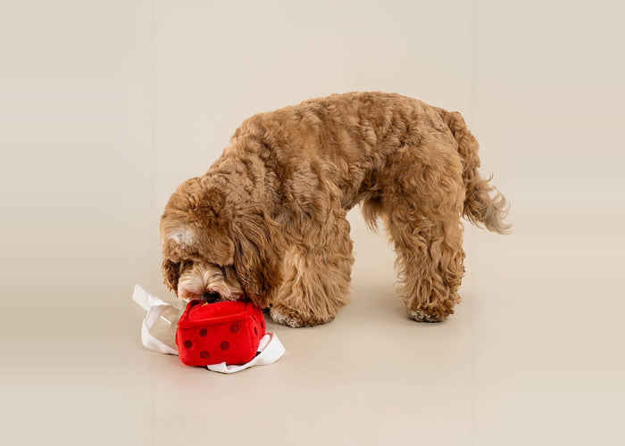 Cavoodle nosing into the Gift Box snuffle toy to find hidden treats