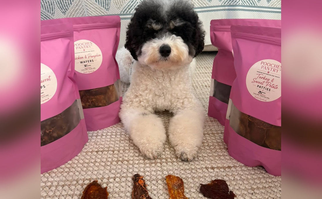 Fluffy dog lying between pink Pooches Pantry pouches with four dehydrated treats lined up on the floor