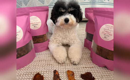 Fluffy dog lying between pink Pooches Pantry pouches with four dehydrated treats lined up on the floor