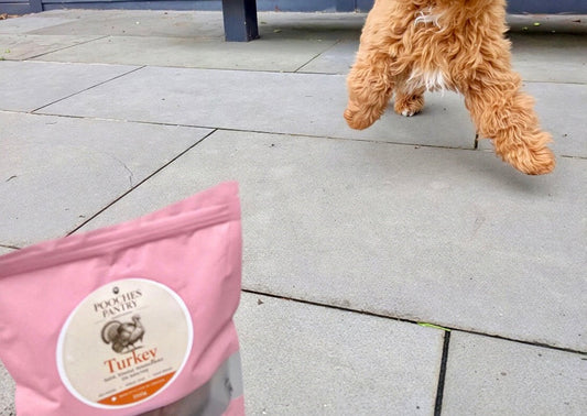 Cavoodle puppy scampering towards a pouch of Pooches Pantry Turkey & Sweet Potato Patties