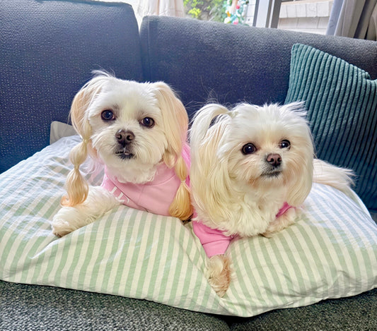 Two white dogs in matching pink jumpers resting together on the couch