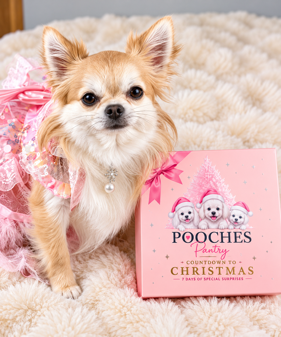 Long-haired chihuahua in a pink sequin dress beside the Sleeps 'til Christmas dog advent calendar