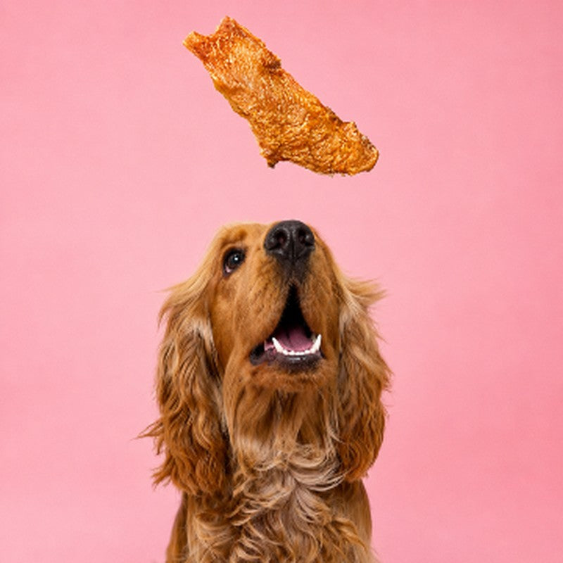 Cocker spaniel catching a Chicken and Pumpkin Wafer