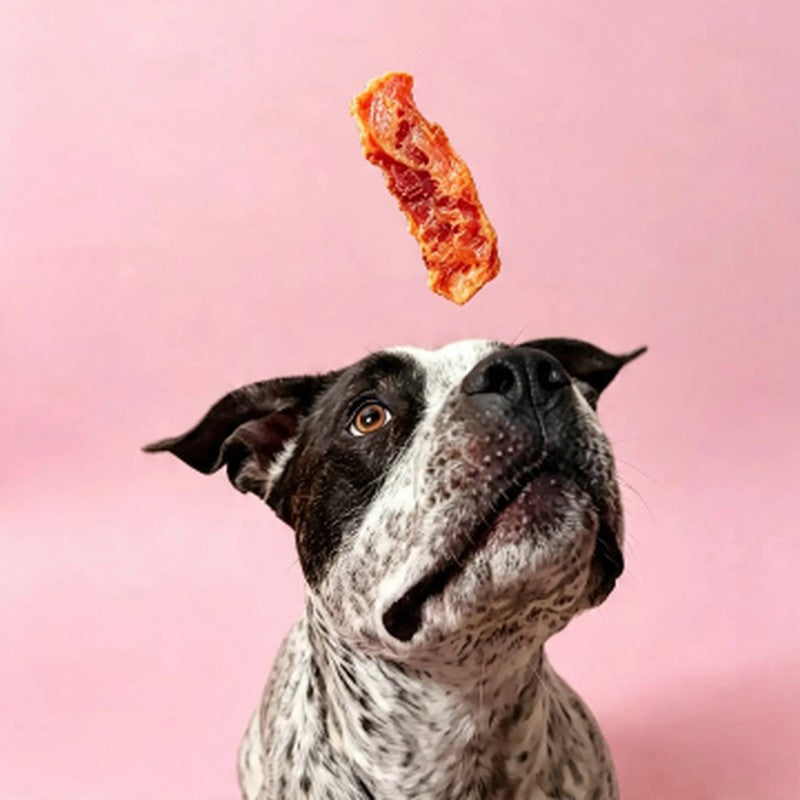 Speckled staffy waiting for a Pooches Pantry treat