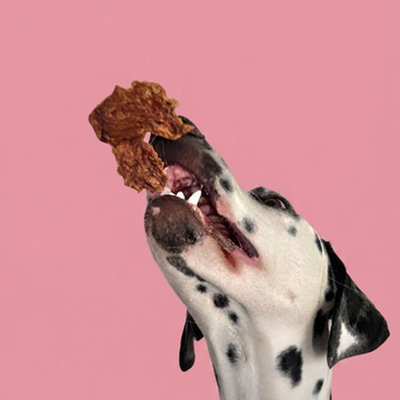 Dalmatian catching a dehydrated dog treat mid-air