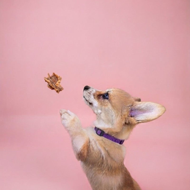 Corgi puppy on hind legs reaching for a treat