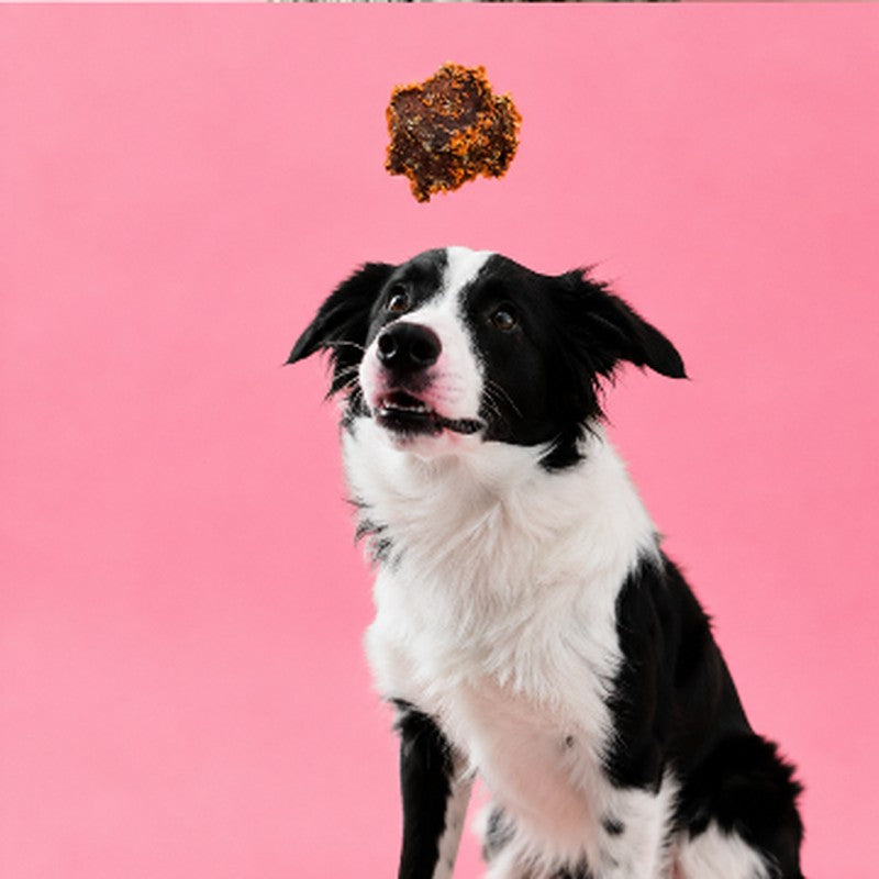 Border collie looking up at a Roo and Pumpkin Patty