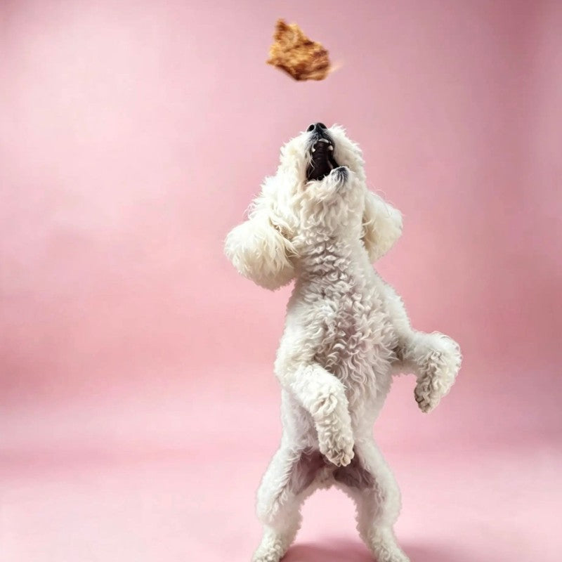 White poodle jumping for a Pooches Pantry treat