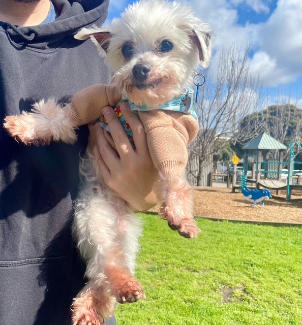 Billie at the park, in his forever home