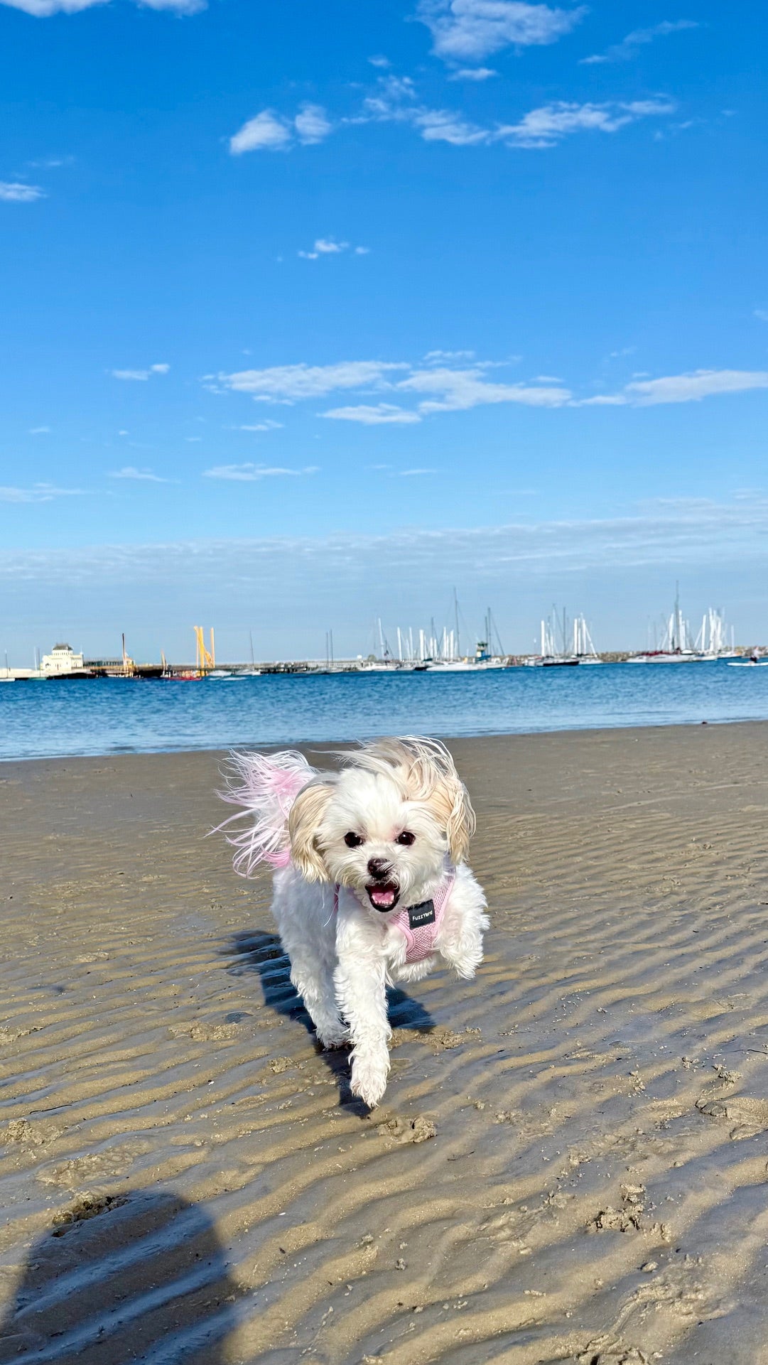 Ellie running on the beach