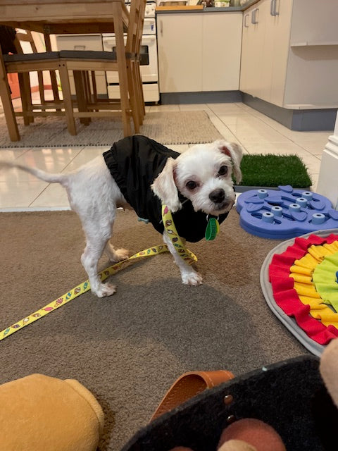 Ellie before adoption