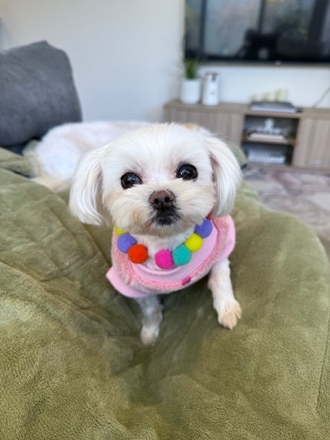 Piglet now, in her pompom jumper