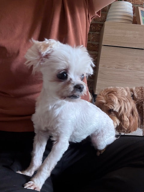 Piglet on the day she came as a foster
