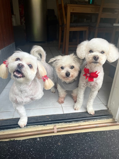 Pooches Pantry - happy pup
